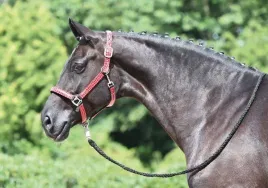 kantar-tasmowy-charm-busse