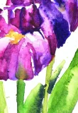 tulipany-akwarela-oryginal-waga-z-opakowaniem-0-4-kg