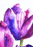 tulipany-akwarela-oryginal-waga-z-opakowaniem-0-4-kg