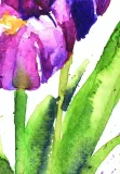 tulipany-akwarela-oryginal-waga-z-opakowaniem-0-4-kg