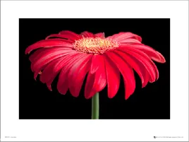 gerbera-red