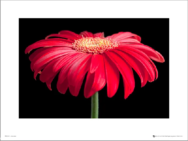 gerbera-red