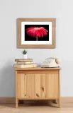 gerbera-red-stan-nowy