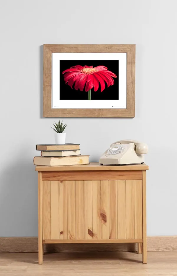 gerbera-red