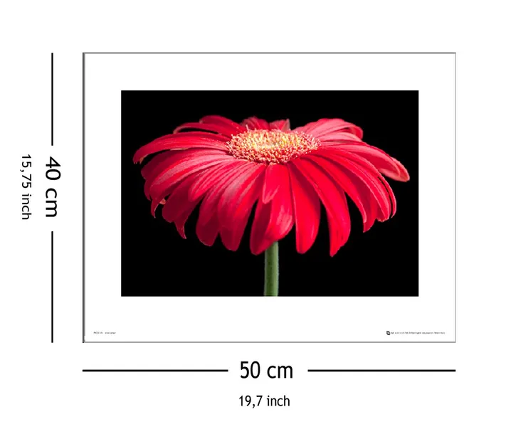 gerbera-red-stan-nowy