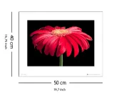 gerbera-red-stan-nowy