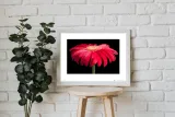 gerbera-red-stan-nowy