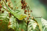 lizzard-plakat-premium-60x40-cm-stan-nowy