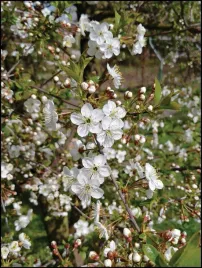 sakura-plakat-premium-40x60-cm