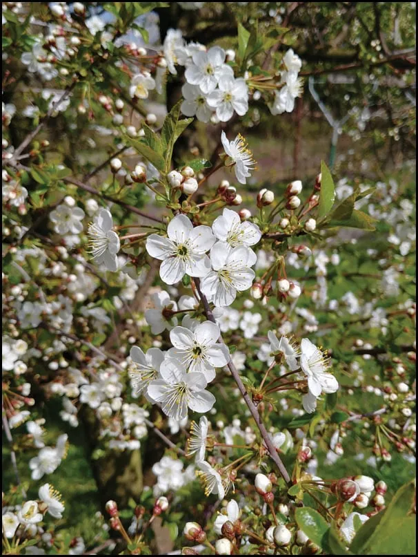 sakura-plakat-premium-40x60-cm