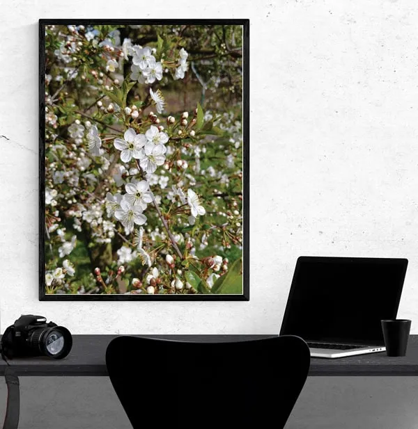 sakura-plakat-premium-40x60-cm