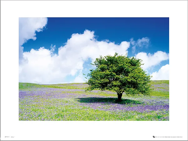 tree-plakat-premium-40x30-cm