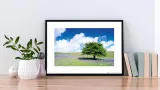 tree-plakat-premium-40x30-cm-stan-nowy