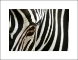 zebra-plakat-premium-80x60-cm