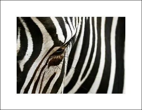 zebra-plakat-premium-80x60-cm