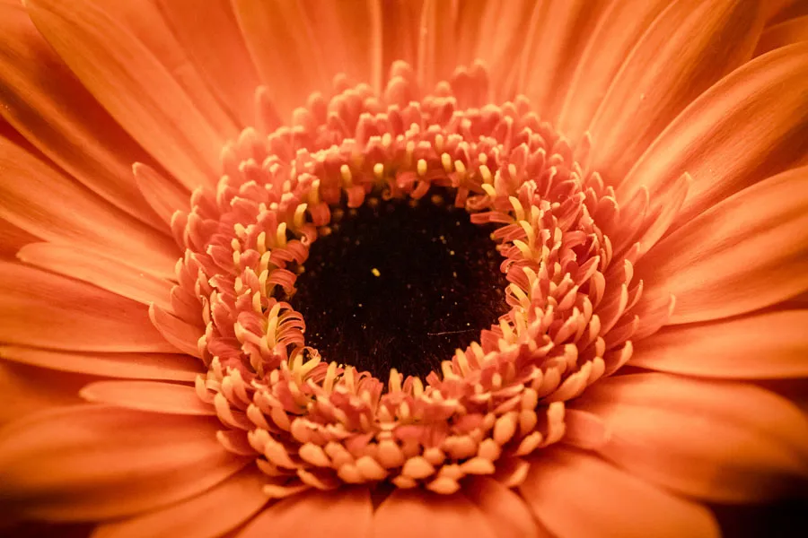 gerbera-plakat-100x70-cm
