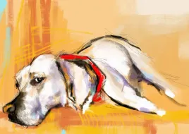 labrador-plakat-100x70-cm