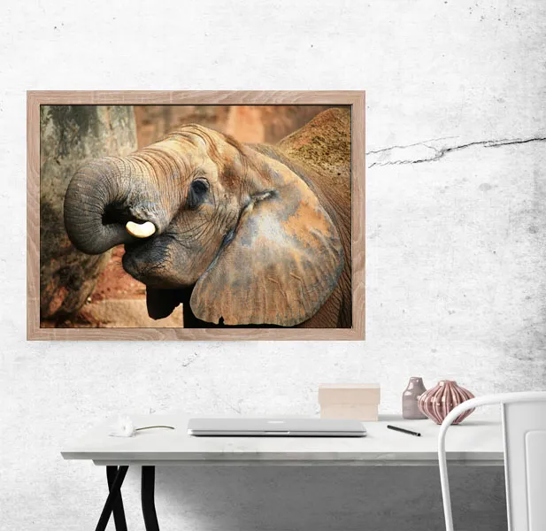 slon-plakat-100x70-cm