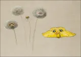 study-of-white-daisy-chamomile-stem-with-two-peta