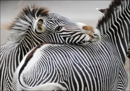 zebra-plakat-100x70-cm
