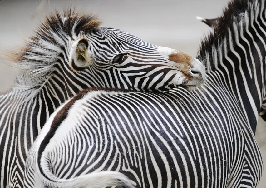 zebra-plakat-100x70-cm