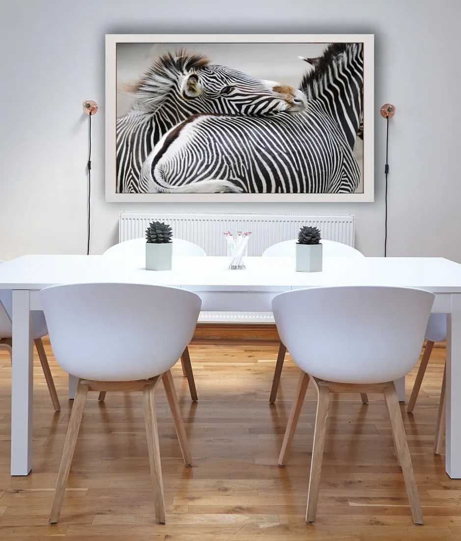 zebra-plakat-100x70-cm