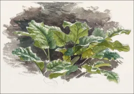 botanical-study-samuel-colman-plakat-50x40-cm