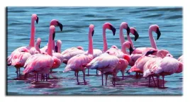 obraz-na-plotnie-flamingi-90x45cm