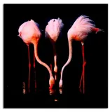 obraz-na-plotnie-flamingi-60x60cm