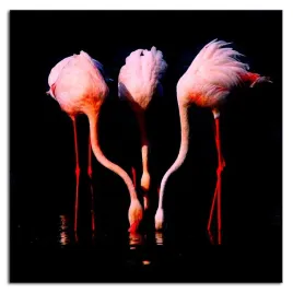 obraz-na-plotnie-flamingi-60x60cm