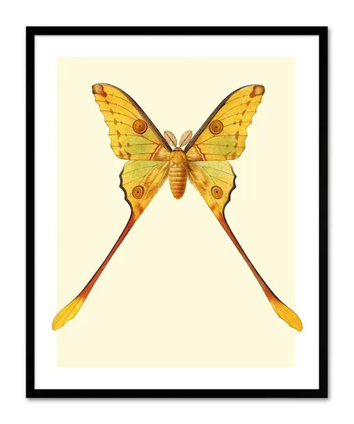 obraz-na-plotnie-motyl-33x43cm
