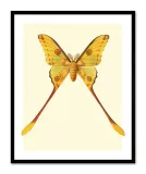 obraz-na-plotnie-motyl-33x43cm