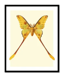 obraz-na-plotnie-motyl-33x43cm