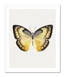 obraz-na-plotnie-motyl-33x43cm