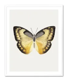 obraz-na-plotnie-motyl-33x43cm
