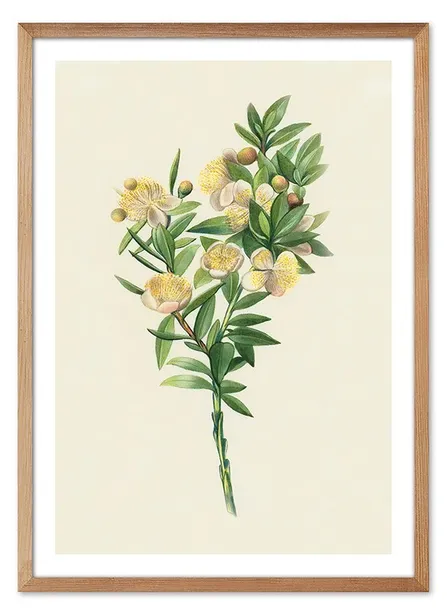 obraz-z-roslinami-53x73cm