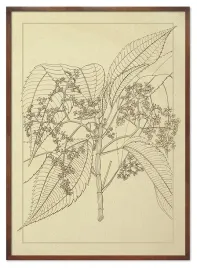 obraz-z-roslinami-53x73cm