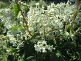 rdestowka-rdest-auberta-fallopia-aubertii-p9