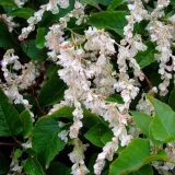 rdestowka-rdest-auberta-fallopia-aubertii-p9-rodzaj-rosliny-inny-roslina-w-postaci-sadzonka-w-pojemniku-05-1l
