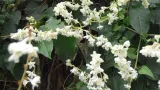 rdestowka-rdest-auberta-fallopia-aubertii-p9-rodzaj-rosliny-inny