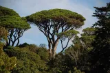 sosna-pinia-pinus-pinea-p9