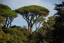 sosna-pinia-pinus-pinea-p9