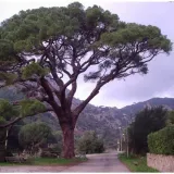 sosna-pinia-pinus-pinea-p9-rodzaj-rosliny-sosny
