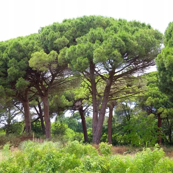 sosna-pinia-pinus-pinea-p9-roslina-w-postaci-sadzonka-w-pojemniku-05-1l