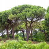 sosna-pinia-pinus-pinea-p9-roslina-w-postaci-sadzonka-w-pojemniku-05-1l