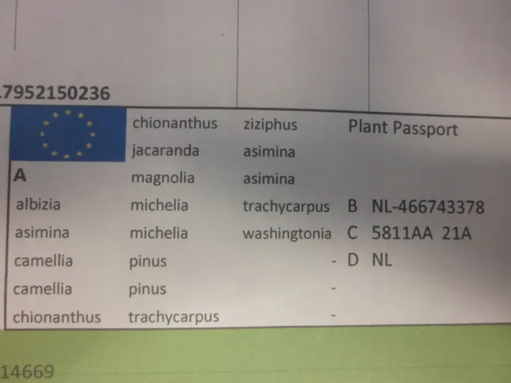 sosna-pinia-pinus-pinea-p9-rodzaj-rosliny-sosny