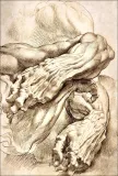 anatomical-studies-a-left-forearm-in-two-positions