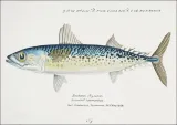 antique-fish-scomber-australasicus-blue-mackerel