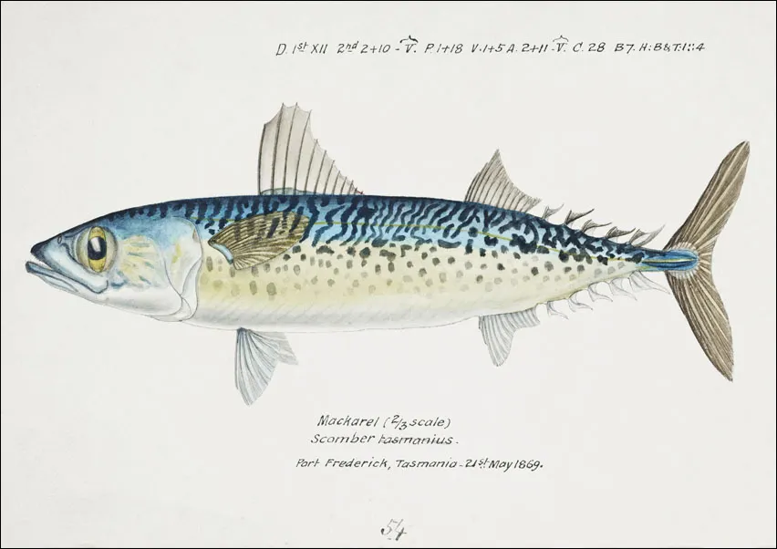 antique-fish-scomber-australasicus-blue-mackerel