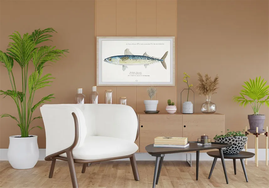 antique-fish-scomber-australasicus-blue-mackerel